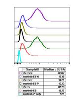 Phospho-EGFR (Tyr1068) Recombinant Rabbit Monoclonal Antibody (EGFRY1068-E5)