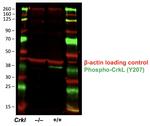 Phospho-CrkL (Tyr207) Recombinant Rabbit Monoclonal Antibody (CrkLY207-G4)