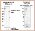 Phospho-Ask1 (Ser83) Recombinant Rabbit Monoclonal Antibody (Ask1S83-G4)