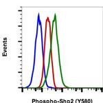 Phospho-Shp2 (Tyr580) Recombinant Rabbit Monoclonal Antibody (Shp2Y580-4A2), PE