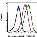 Phospho-NDRG1 (Thr346) Recombinant Rabbit Monoclonal Antibody (NDRG1T346-F5), PE