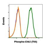 Phospho-Chk2 (Thr68) Antibody in Flow Cytometry (Flow)