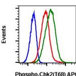 Phospho-Chk2 (Thr68) Recombinant Rabbit Monoclonal Antibody (Chk2T68-D12), APC