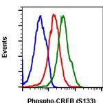 Phospho-CREB (Ser133) Recombinant Rabbit Monoclonal Antibody (CREBS133-4D11), PE