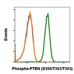 Phospho-PTEN (Ser380, Thr382, Thr383) Antibody in Flow Cytometry (Flow)