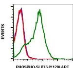 Phospho-SLP76 (Tyr128) Recombinant Rabbit Monoclonal Antibody (SLP76Y128-3F8), APC