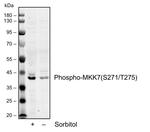 Phospho-MKK7 (Ser271, Thr275) Recombinant Rabbit Monoclonal Antibody (MKK7S271T275-R4F9)