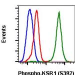 Phospho-KSR1 (Ser392) Recombinant Rabbit Monoclonal Antibody (KSR1S392-3A4)