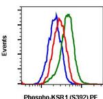Phospho-KSR1 (Ser392) Recombinant Rabbit Monoclonal Antibody (KSR1S392-3A4), PE