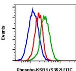 Phospho-KSR1 (Ser392) Recombinant Rabbit Monoclonal Antibody (KSR1S392-3A4), FITC
