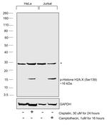 Phospho-Histone H2A.X (Ser139) Antibody in Western Blot (WB)