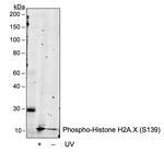 Phospho-Histone H2A.X (Ser139) Antibody in Western Blot (WB)