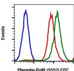 Phospho-RelB (Ser552) Recombinant Rabbit Monoclonal Antibody (RelBS552-A7), FITC