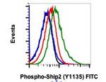 Phospho-Ship2 (Tyr1135) Recombinant Rabbit Monoclonal Antibody (Ship2Y1135-1D2), FITC