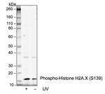 Phospho-Histone H2A.X (Ser139) Recombinant Rabbit Monoclonal Antibody (HisH2AXS139-1E4)