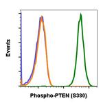 Phospho-PTEN (Ser380) Recombinant Rabbit Monoclonal Antibody (PTENS380-NA9)