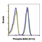 Phospho-BAD (Ser112) Recombinant Rabbit Monoclonal Antibody (BADS112-B9)