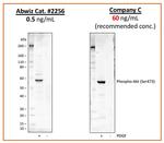 Phospho-Akt1 (Ser473) Antibody in Western Blot (WB)
