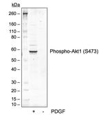 Phospho-Akt1 (Ser473) Antibody in Western Blot (WB)