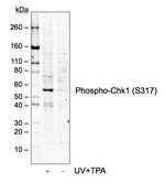 Phospho-Chk1 (Ser317) Antibody in Western Blot (WB)