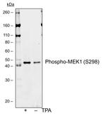 Phospho-MEK1 (Ser298) Recombinant Rabbit Monoclonal Antibody (MEK1S298-H8)
