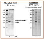 Phospho-MEK1/MEK2 (Ser221) Recombinant Rabbit Monoclonal Antibody (MEK12S221-D3)