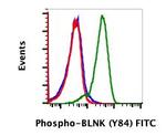 Phospho-BLNK (Tyr84) Recombinant Rabbit Monoclonal Antibody (BLNKY84-H4), FITC
