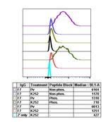 Phospho-PDPK1 (Ser241) Recombinant Rabbit Monoclonal Antibody (PDK1S241-F7)