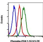 Phospho-PDPK1 (Ser241) Recombinant Rabbit Monoclonal Antibody (PDK1S241-F7), PE