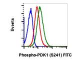 Phospho-PDPK1 (Ser241) Recombinant Rabbit Monoclonal Antibody (PDK1S241-F7), FITC