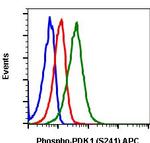 Phospho-PDPK1 (Ser241) Recombinant Rabbit Monoclonal Antibody (PDK1S241-F7), APC