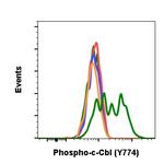 Phospho-c-Cbl (Tyr774) Antibody in Flow Cytometry (Flow)