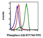 Phospho-c-Cbl (Tyr774) Recombinant Rabbit Monoclonal Antibody (CblY774-R3B8), FITC