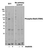 Phospho-Stat5 (Tyr694) Recombinant Rabbit Monoclonal Antibody (Stat5Y694-G11)