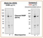 PARP1 (cleaved Asp214) Antibody in Western Blot (WB)