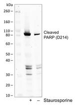 PARP1 (cleaved Asp214) Recombinant Rabbit Monoclonal Antibody (PARP-H8)