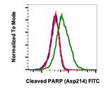 PARP1 (cleaved Asp214) Recombinant Rabbit Monoclonal Antibody (PARP-H8), FITC