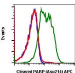 PARP1 (cleaved Asp214) Recombinant Rabbit Monoclonal Antibody (PARP-H8), APC