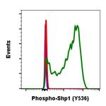 Phospho-SHP-1 (Tyr536) Recombinant Rabbit Monoclonal Antibody (Shp1Y536-2A7)