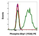 Phospho-SHP-1 (Tyr536) Recombinant Rabbit Monoclonal Antibody (Shp1Y536-2A7), PE