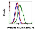 Phospho-mTOR (Ser2448) Recombinant Rabbit Monoclonal Antibody (mTORS2448-E11), PE