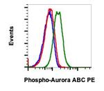 Phospho-Aurora A/B/C (Thr288, Thr232, Thr198) Recombinant Rabbit Monoclonal Antibody (AuroraABC-CC12), PE
