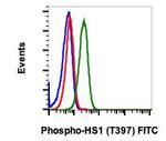 Phospho-HCLS1 (Tyr397) Recombinant Rabbit Monoclonal Antibody (HS1Y397-F12), FITC