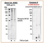Phospho-NFkB p65 (Ser529) Antibody in Western Blot (WB)