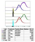 Phospho-c-Fos (Ser32) Recombinant Rabbit Monoclonal Antibody (cFosS32-BA9)