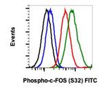 Phospho-c-Fos (Ser32) Recombinant Rabbit Monoclonal Antibody (cFosS32-BA9), FITC