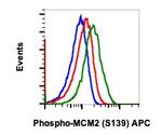 Phospho-MCM2 (Ser139) Recombinant Rabbit Monoclonal Antibody (MCM2S139-B12), APC