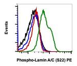 Phospho-Lamin A/C (Ser22) Recombinant Rabbit Monoclonal Antibody (LaminACS22-CF12), PE