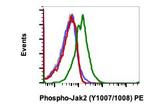 Phospho-Jak2 (Tyr1007, Tyr1008) Recombinant Rabbit Monoclonal Antibody (JAK2Y10071008-PB6), PE