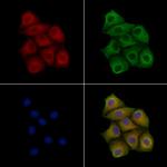 Claudin 6 Monoclonal Antibody (AFB17981)